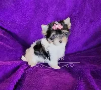 Channel, a female Biewer for sale in Wichita, KS – Photo 3 of 4