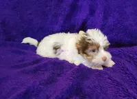 Pearl, a female Biewer for sale in Wichita, KS – 4 of 7