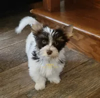 Quadi, a male Biewer for sale in Wichita, KS – 4 of 4