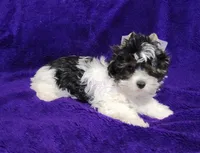 processed/011809c6-4e5c-4ac1-b17e-60d8e478b4ac/listing/a5b46feb-f078-4494-a653-b63ac9d24ffd/9e3c94f5-f61b-4542-b311-f681a83e3c67