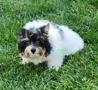 Merle, a male Yorkshire Terrier for sale in Wichita, KS – 3 of 5
