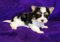 Rowdy, a male Biewer for sale in Wichita, KS – 3 of 4