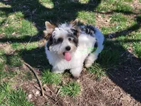 Lucky, a male Biewer for sale in Wichita, KS – Photo 2 of 5