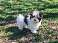 Lucky, a male Biewer for sale in Wichita, KS – Photo 1 of 5