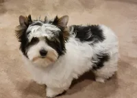 Lucky, a male Biewer for sale in Wichita, KS – Photo 5 of 5