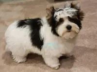 Lucky, a male Biewer for sale in Wichita, KS – Photo 3 of 5