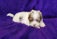 Pearl, a female Biewer for sale in Wichita, KS – 6 of 7