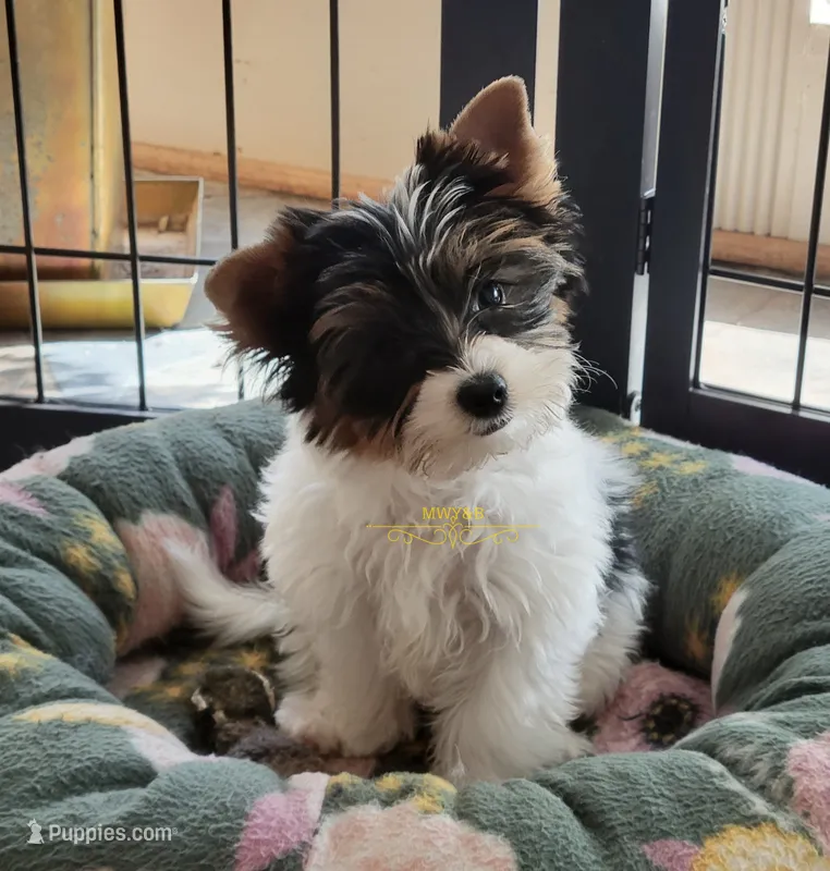 Quincy – Biewer puppy for sale in Wichita, KS
