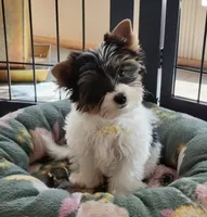 Quincy, a male Biewer for sale in Wichita, KS – 1 of 4