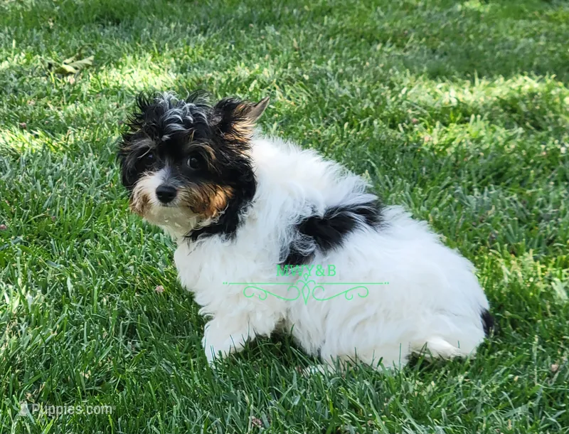 Merle, a male Yorkshire Terrier for sale in Wichita, KS – 1 of 5