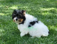 Merle, a male Yorkshire Terrier for sale in Wichita, KS – 1 of 5