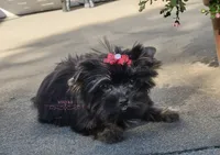 Sasha, a female Yorkshire Terrier for sale in Wichita, KS – 5 of 5