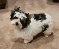 Lucky, a male Yorkshire Terrier for sale in Wichita, KS – Photo 5 of 5