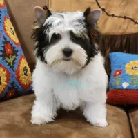 Lucky, a male Yorkshire Terrier for sale in Wichita, KS – Photo 5 of 6