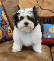 Lucky, a male Yorkshire Terrier for sale in Wichita, KS – Photo 4 of 5