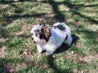 Lucky, a male Yorkshire Terrier for sale in Wichita, KS – Photo 2 of 6