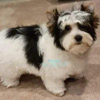 Lucky, a male Yorkshire Terrier for sale in Wichita, KS – Photo 3 of 6