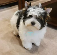 Lucky, a male Yorkshire Terrier for sale in Wichita, KS – Photo 2 of 5