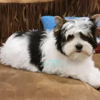 Lucky, a male Yorkshire Terrier for sale in Wichita, KS – Photo 4 of 6