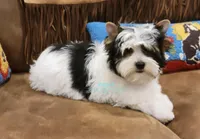 Lucky, a male Yorkshire Terrier for sale in Wichita, KS – Photo 3 of 5