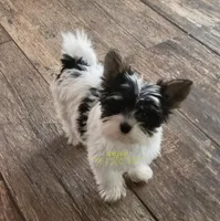 Quiana, a female Biewer for sale in Wichita, KS – 3 of 5