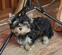 Oden, a male Yorkshire Terrier for sale in Wichita, KS – 5 of 5