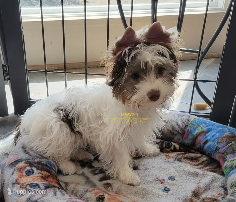 Pearl – Biewer puppy for sale in Wichita, KS