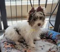 Pearl, a female Biewer for sale in Wichita, KS – 1 of 8