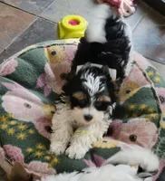 Rowdy, a male Biewer for sale in Wichita, KS – 5 of 8
