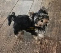Oden, a male Yorkshire Terrier for sale in Wichita, KS – 2 of 5