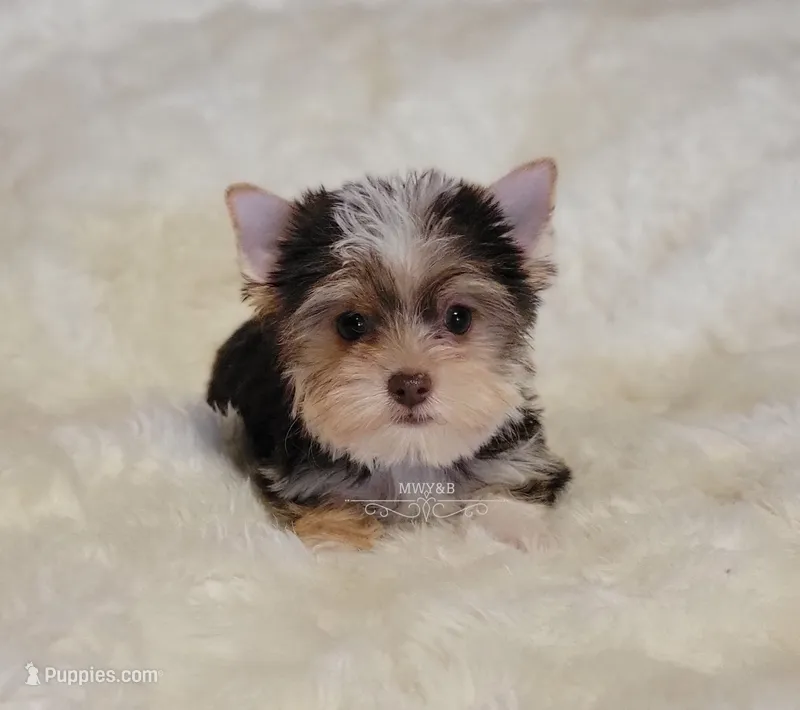 Nash – Biewer puppy for sale in Wichita, KS