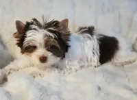 Sidman, a male Biewer for sale in Wichita, KS – 3 of 5