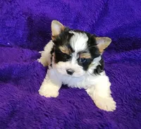 Rowdy, a male Biewer for sale in Wichita, KS – 4 of 4