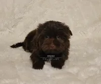 Noah, a male Yorkshire Terrier for sale in Wichita, KS – 4 of 5
