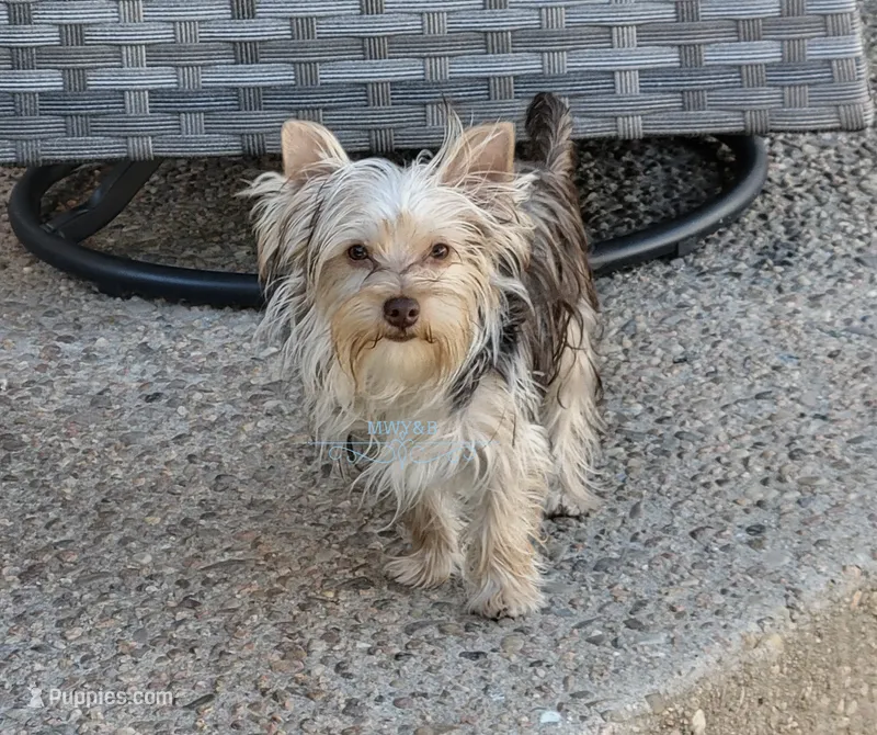 Novie – Yorkshire Terrier puppy for sale in Wichita, KS