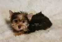 Novie, a male Biewer for sale in Wichita, KS – 2 of 4