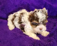 Poppy, a female Biewer for sale in Wichita, KS – 2 of 5