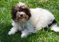 Maverick, a male Biewer for sale in Wichita, KS – 4 of 5