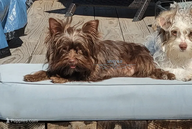 Nico – Yorkshire Terrier puppy for sale in Wichita, KS