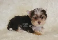 Nash, a male Biewer for sale in Wichita, KS – 2 of 4
