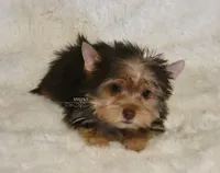 Novie, a male Yorkshire Terrier for sale in Wichita, KS – 4 of 5