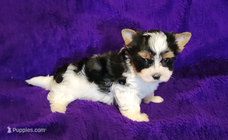 Rowdy – Biewer puppy for sale in Wichita, KS
