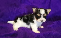 Rowdy, a male Biewer for sale in Wichita, KS – 1 of 4