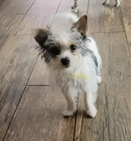 Raina, a female Biewer for sale in Wichita, KS – 3 of 5