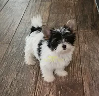 Quiana, a female Biewer for sale in Wichita, KS – 2 of 5