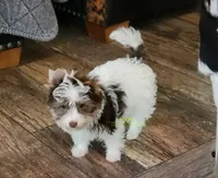 Pearl, a female Biewer for sale in Wichita, KS – 3 of 7
