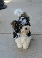 Rowdy, a male Biewer for sale in Wichita, KS – 3 of 8