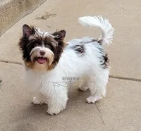 Maverick, a male Biewer for sale in Wichita, KS – 1 of 8