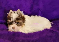 Poppy, a female Biewer for sale in Wichita, KS – 3 of 5