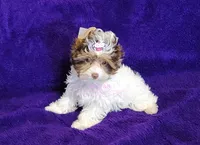 processed/011809c6-4e5c-4ac1-b17e-60d8e478b4ac/listing/d5eb3403-8198-421d-89cc-f6291816b48c/24058118-3f7c-42ad-8281-aebab7a48833